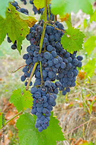 Blue grapes for winemaking