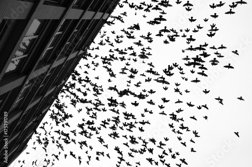 A flight of pigeons 