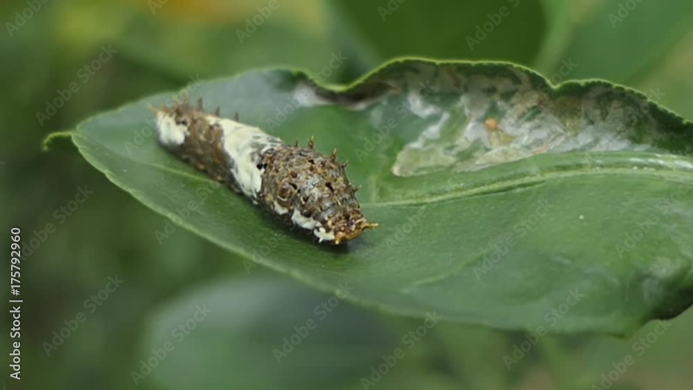 Worm leaf with green leaves