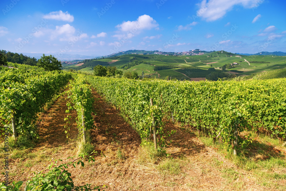 Even rows of high-quality grapes growing on natural hills in Italy. Piedmont region near city Alba.