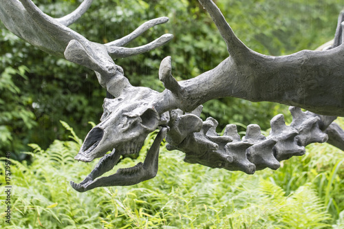 Megaloceros giganteus - The skeleton of the prey.
