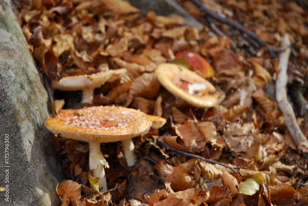 Amanita Muscaria