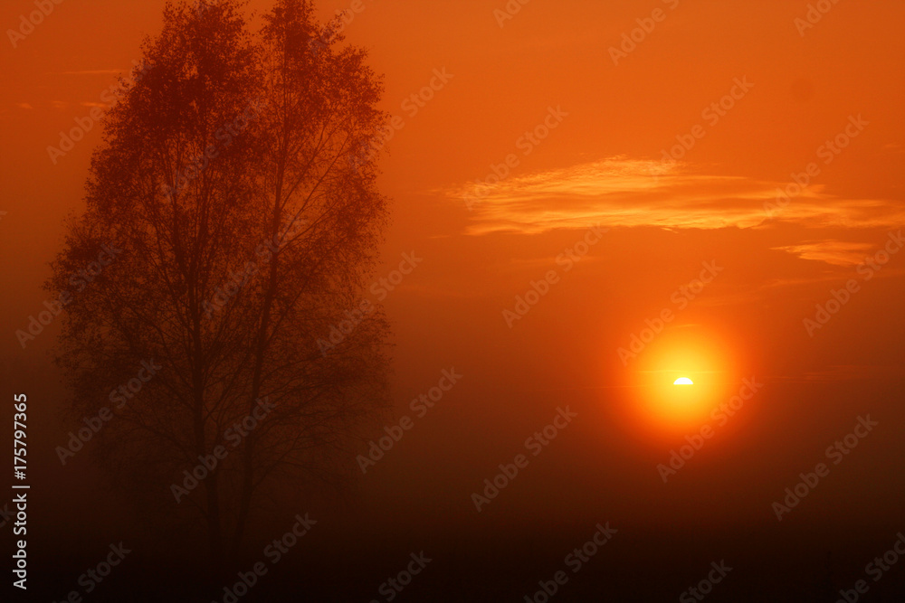  tree standing alone on a foggy mist and a nice orange sunrise