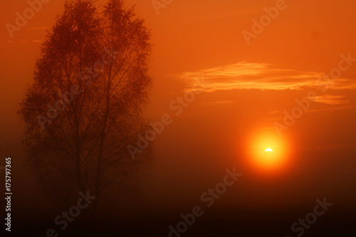  tree standing alone on a foggy mist and a nice orange sunrise