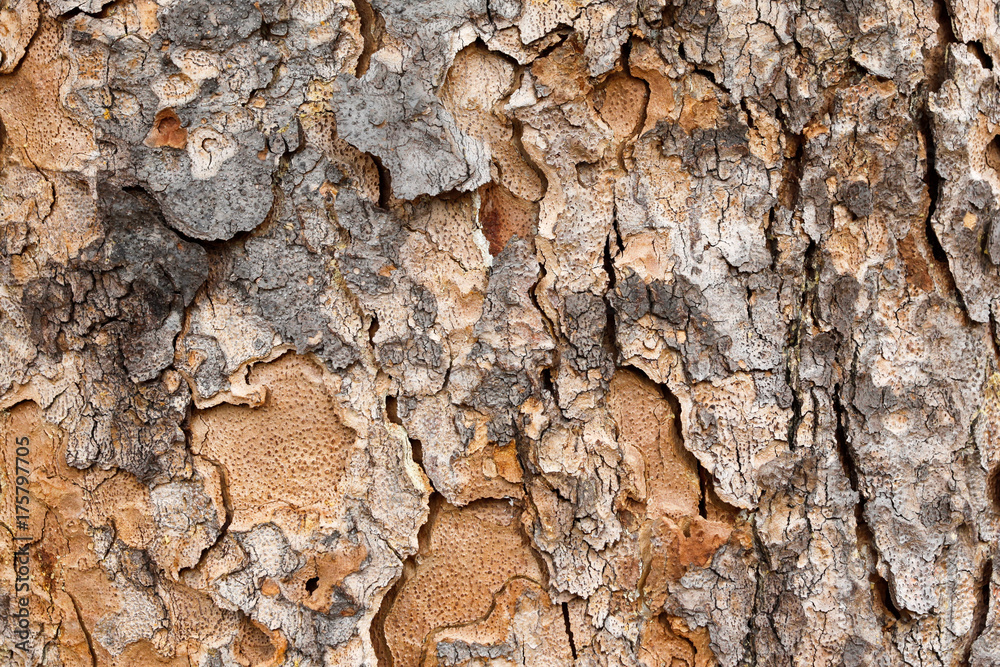 Detail of the rough peeling bark of a tree Detail of the rough peeling bark of a tree
