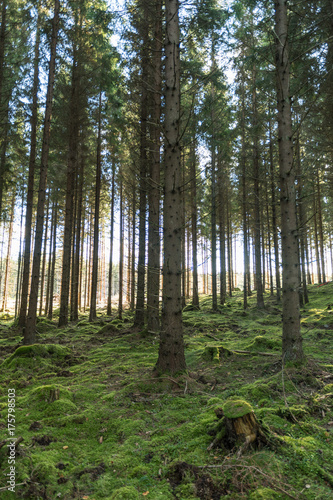 Tall spruce trees in a mossy forest