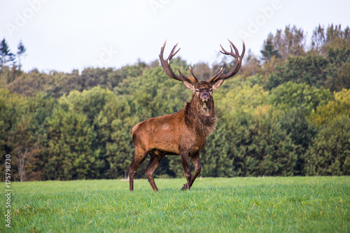 Stag