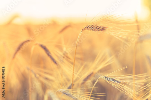 Abstract wheat close up. Natural agriculture background