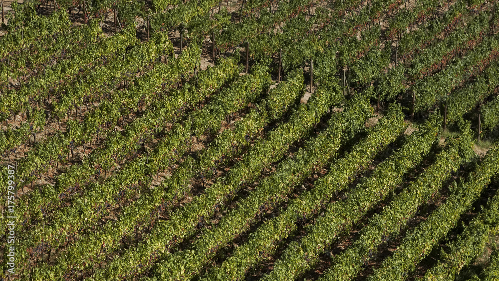 Landscape view of a vineyard in the valley of Douro, Portugal