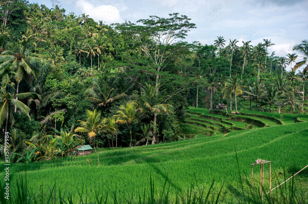 Rice terrace surrounded by jungle forest