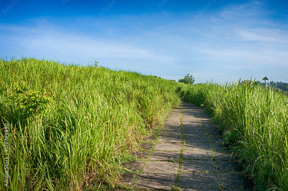Paved pathway in the grass fields