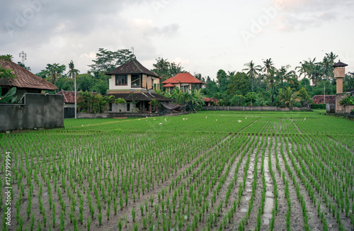 Kedewatan paddy fields on Bali