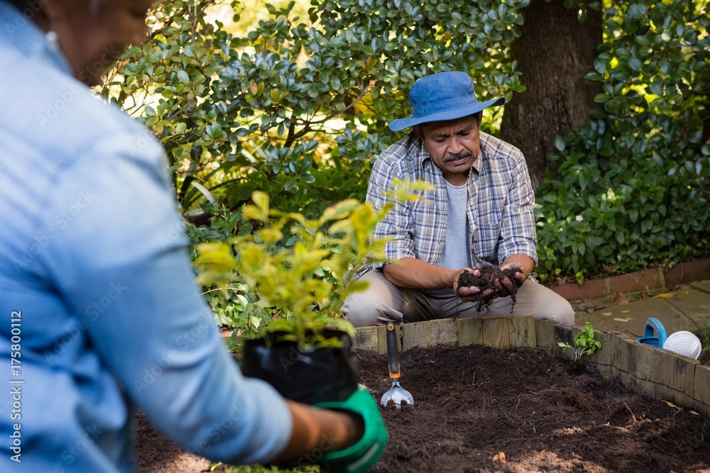 Couple planting young plant into the soil Couple planting young plant into the soil