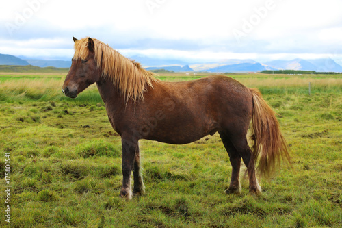 Icelandic horse grazing in the field