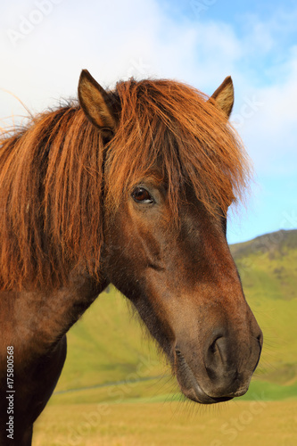 Portrait of Icelandic horse in the field