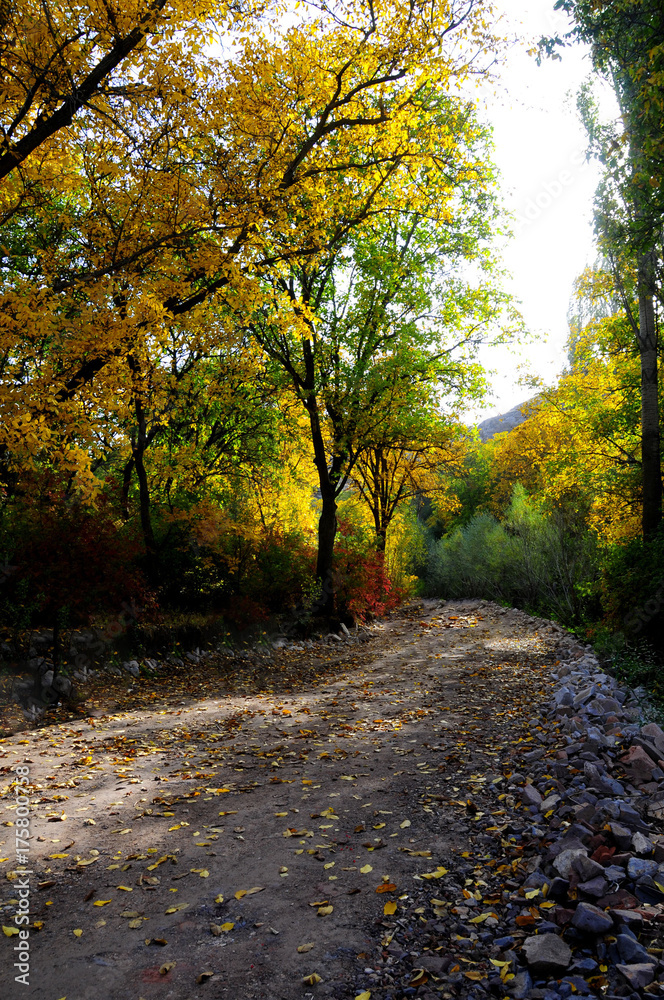 Fototapeta premium Autumn scenery with yellow, green and red shinning leaves in fall in the forest