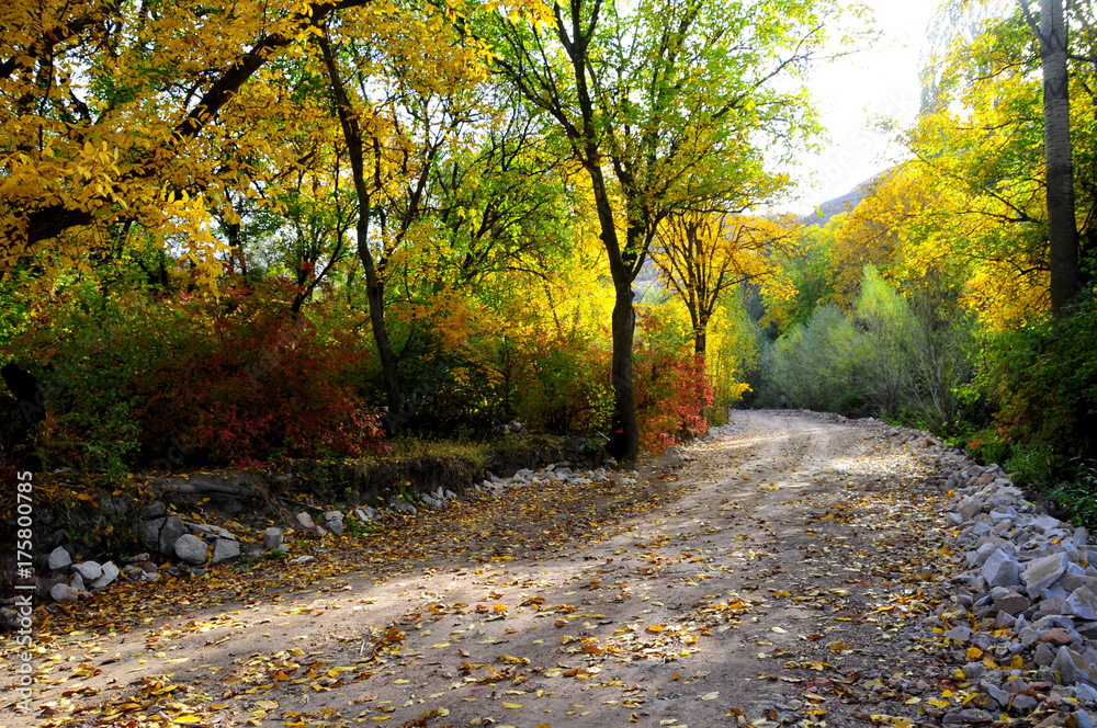Fototapeta premium Autumn scenery with yellow, green and red shinning leaves in fall in the forest