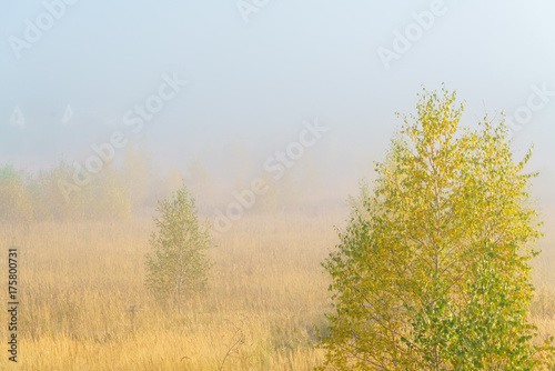 Autumn landscape with yellow grass in the field, birch and smoke
