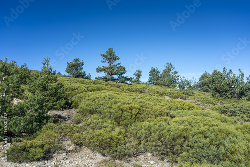 Padded brushwood (Cytisus oromediterraneus and Juniperus communis) and Scots Pine forest (Pinus sylvestris) in Guadarrama Mountains National Park, Spain