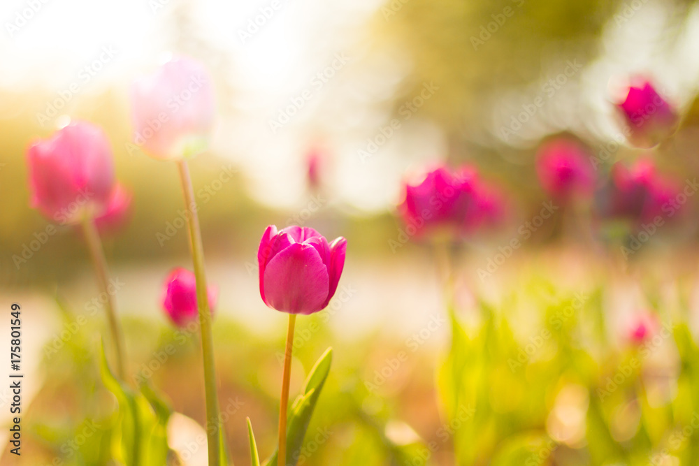 Nature background concept. Beautiful summer nature meadow background. Flowering green meadow on spring sunset light. Bright summer spring nature banner design. Inspirational nature closeup meadow. Nature background concept. Beautiful summer nature meadow background. Flowering green meadow on spring sunset light. Bright summer spring nature banner design. Inspirational nature closeup meadow.