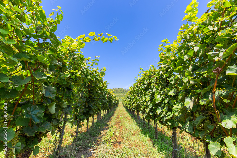 Beautiful idyllic wineyard. Fresh green natural leaves in sunlight under the blue sky