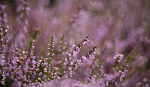 very charming, moody and unique photo of the heather