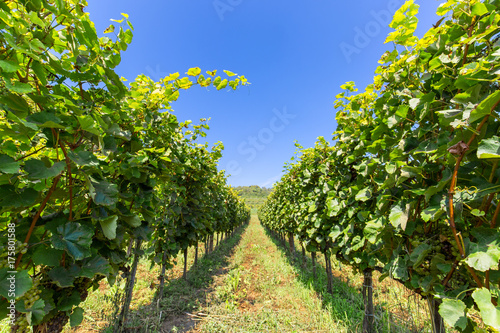 Beautiful idyllic wineyard. Fresh green natural leaves in sunlight under the blue sky photo
