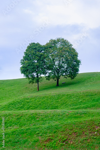 Couple trees on the hill at Doi Samer Dao at Nan, Thailand