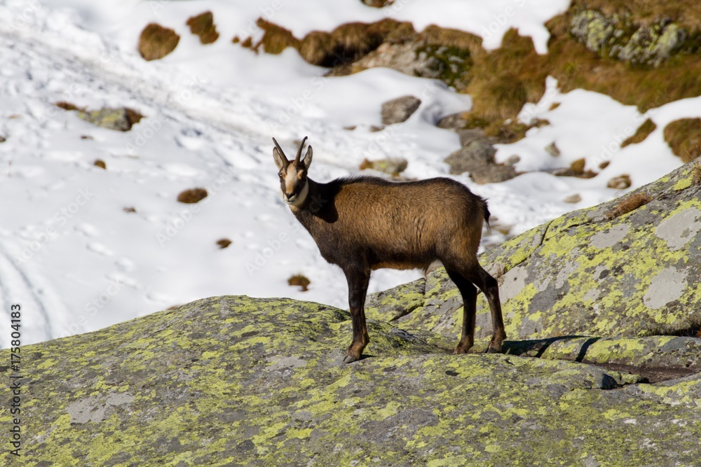 Chamois in the mountains, High Tatras in Slovakia Chamois in the mountains, High Tatras in Slovakia