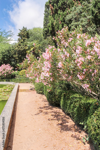 A flowering bush along the path.