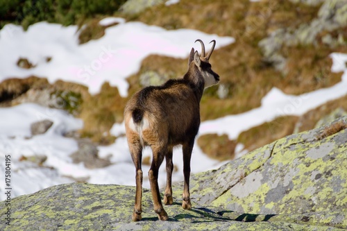 Chamois in the mountains, High Tatras in Slovakia