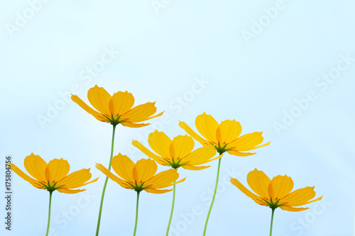 beautiful yellow flower and blue sky blur landscape natural outdoor background