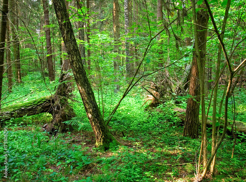 a cool summer morning in the Russian forest