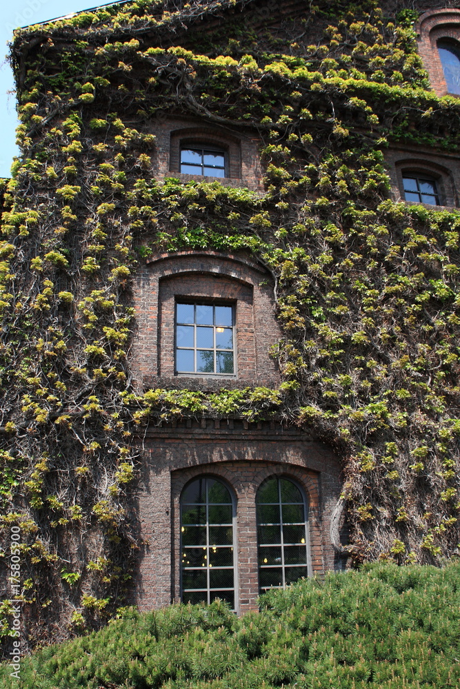 A house with ivy tangles A house with ivy tangles