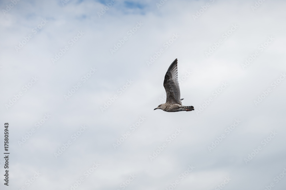 Obraz premium seagull flying in the sky