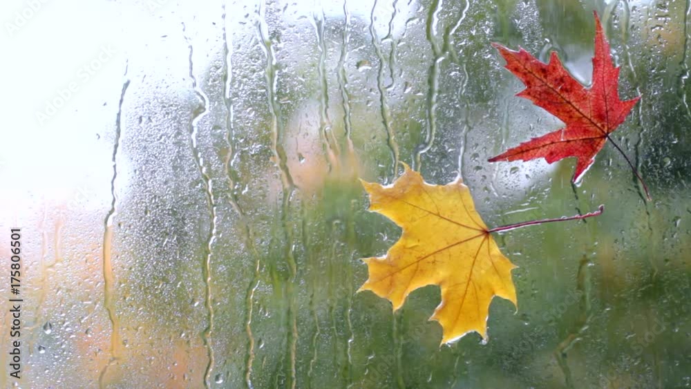 autumn atmosphere outside/ video footage yellow and red maple leafs  stuck to the wet glass in the rain against the background window