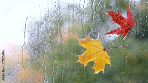 autumn atmosphere outside/ video footage yellow and red maple leafs  stuck to the wet glass in the rain against the background window