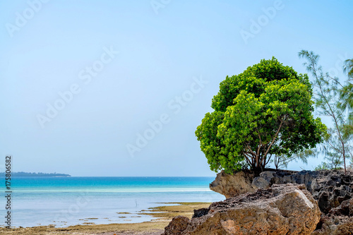 Beach landscape with solitary tree photo