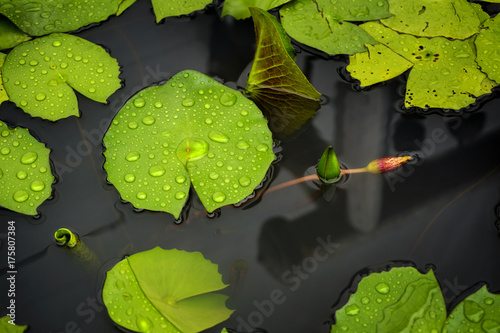 Water lily