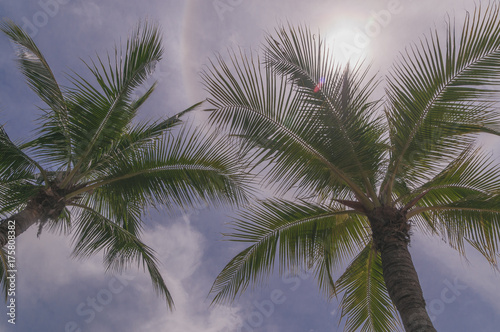 palms against the sky