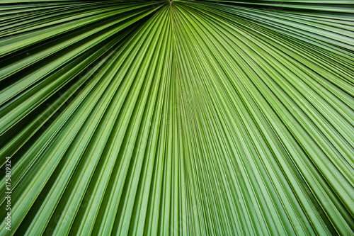 Green leaf pattern texture for background