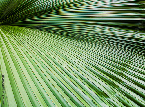 Green leaf pattern texture for background