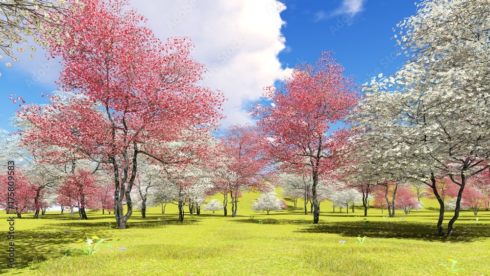 Obraz Kwiatonośni dereniowi drzewa w sadzie w wiosna czasu 3d renderingu
