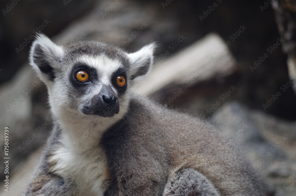 lemur lemur