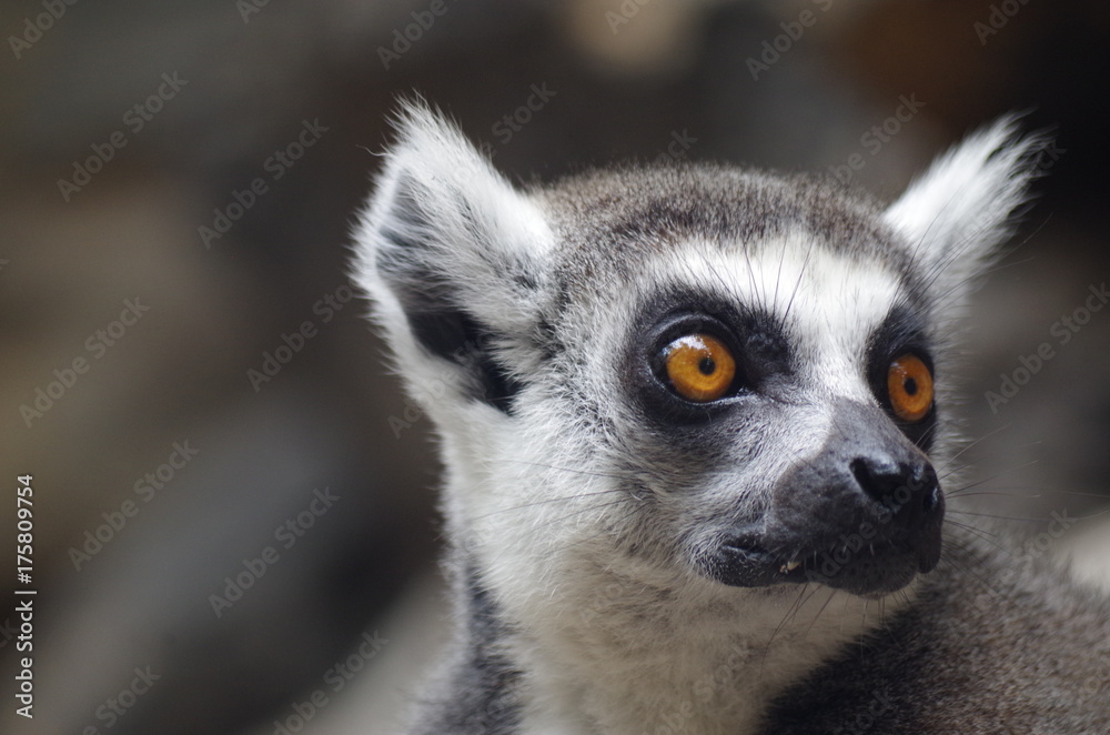 lemur lemur