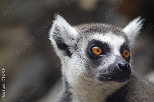 lemur © Lucie