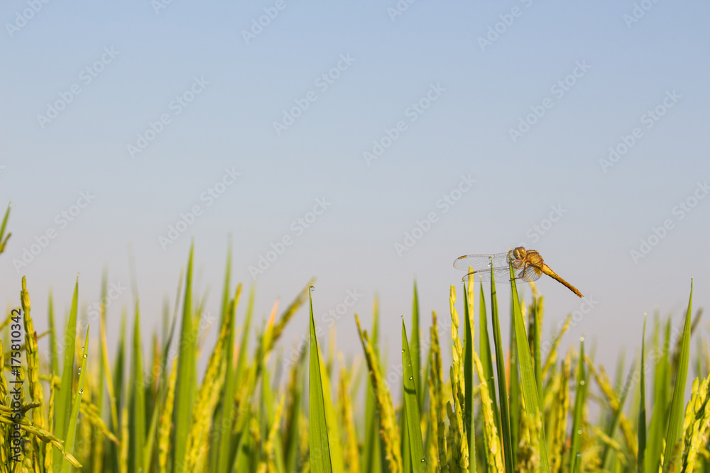 Fototapeta premium Rice field Very green And insect to catch