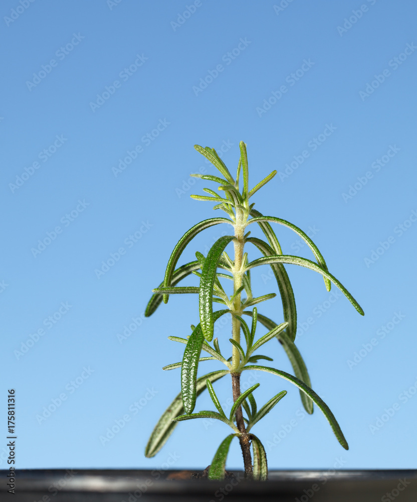 Growing rosemary sapling Growing rosemary sapling