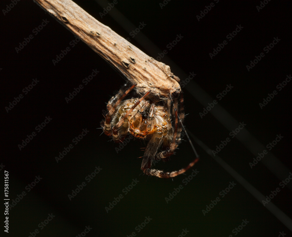 Spider cling to twig Spider cling to twig