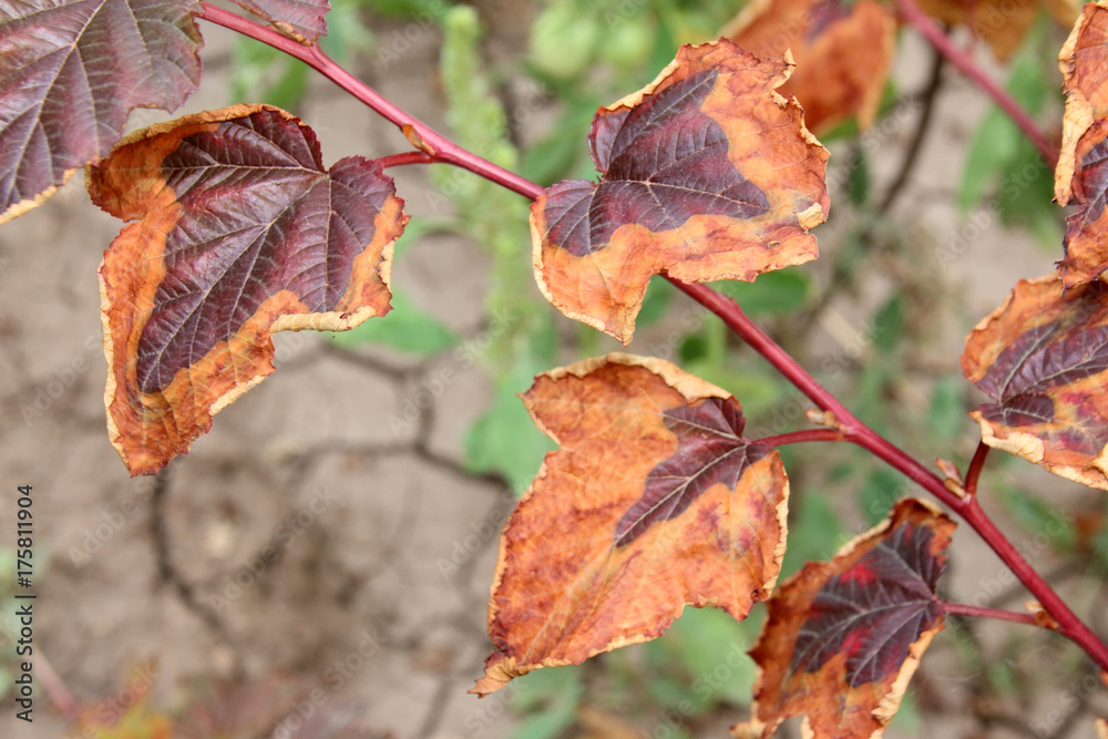 Obraz premium Leaves burn of a cultivar ninebark (Physocarpus opulifolius 